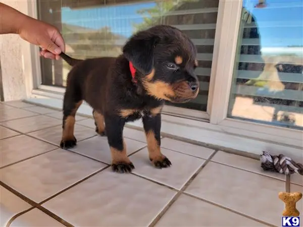 Rottweiler puppy for sale