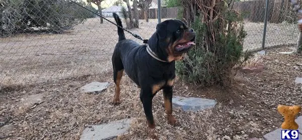 Rottweiler stud dog