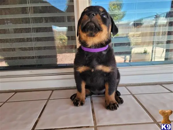 Rottweiler puppy for sale