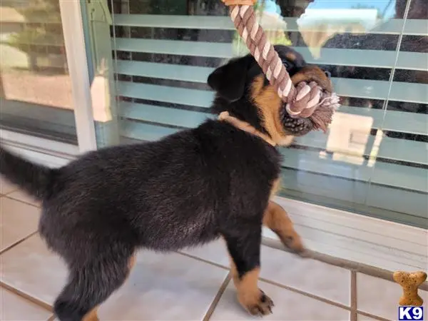 Rottweiler puppy for sale