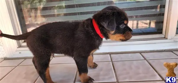 Rottweiler puppy for sale