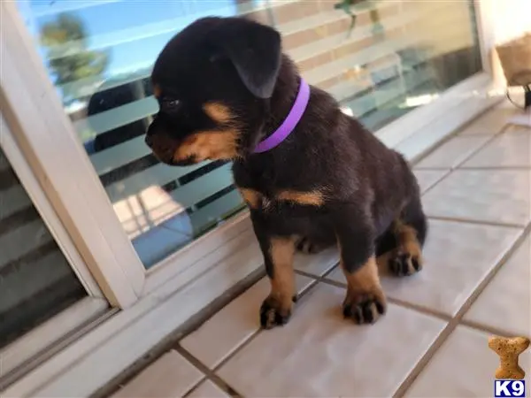 Rottweiler puppy for sale