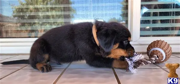 Rottweiler puppy for sale