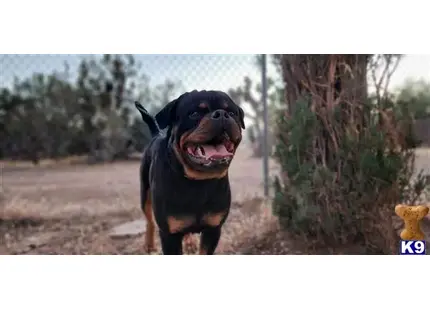 Rottweiler