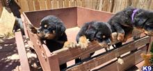 rottweiler puppy posted by arreolaflo