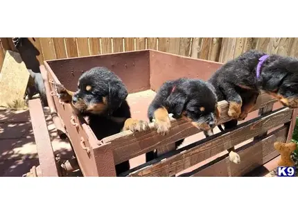 PURPLE available Rottweiler puppy located in HESPERIA