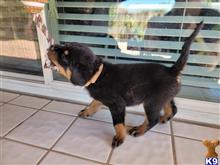 rottweiler puppy posted by arreolaflo