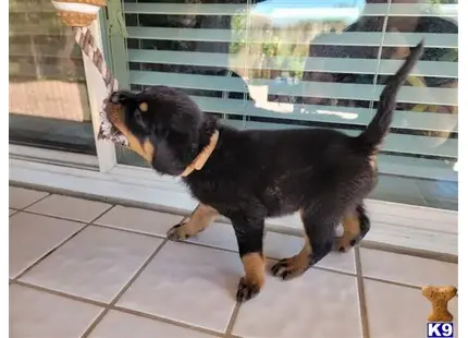 TAN available Rottweiler puppy located in HESPERIA