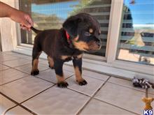 rottweiler puppy posted by arreolaflo