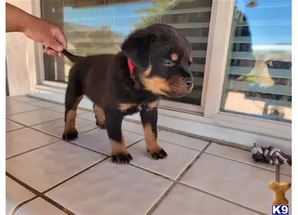 Rottweiler