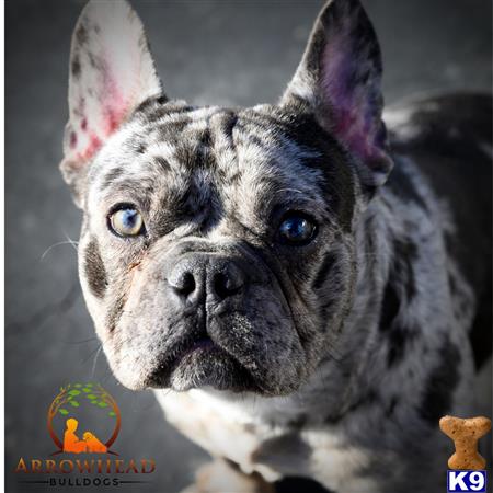 a french bulldog dog with blue eyes