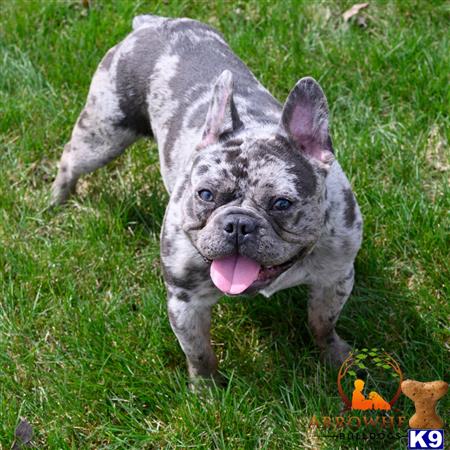 a french bulldog dog running in the grass