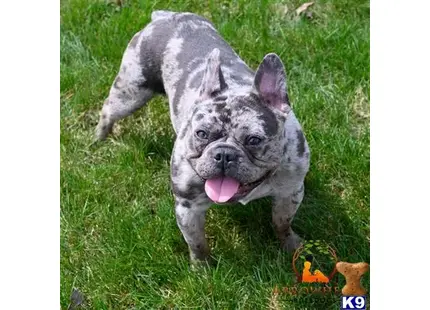 French Bulldog