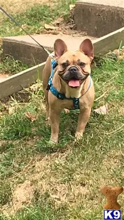 French Bulldog stud dog: a french bulldog dog on a leash