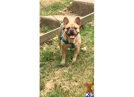 French Bulldog stud dog: a french bulldog dog on a leash