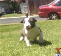 bull terrier puppy posted by artbull