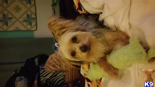 Yorkshire Terrier stud dog: a yorkshire terrier dog holding a stuffed animal