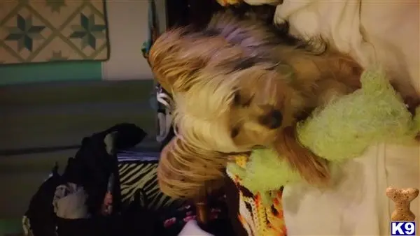 Yorkshire Terrier stud dog: a yorkshire terrier dog with a stuffed animal
