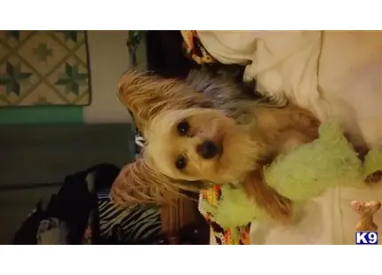 Yorkshire Terrier stud dog: a yorkshire terrier dog holding a stuffed animal