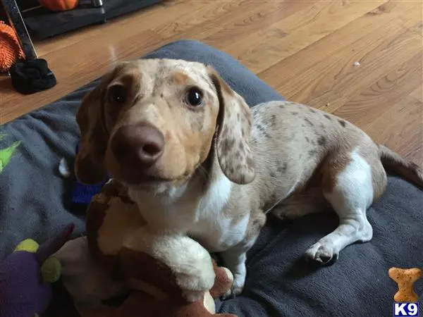 Dachshund stud dog