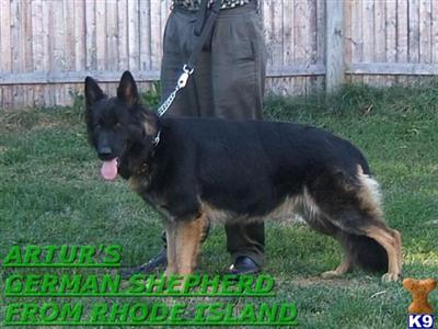 german shepherd puppies ri german shepherd puppy for sale akc german shepherd puppies from rhode island 9 years german shepherd puppies ri german shepherd puppy for sale akc german shepherd puppies from rhode island 9 years
