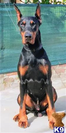 Doberman Pinscher