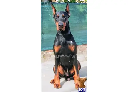 Doberman Pinscher