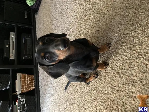 Dachshund stud dog