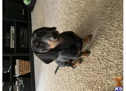 Dachshund