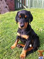 doberman pinscher puppy posted by asabew