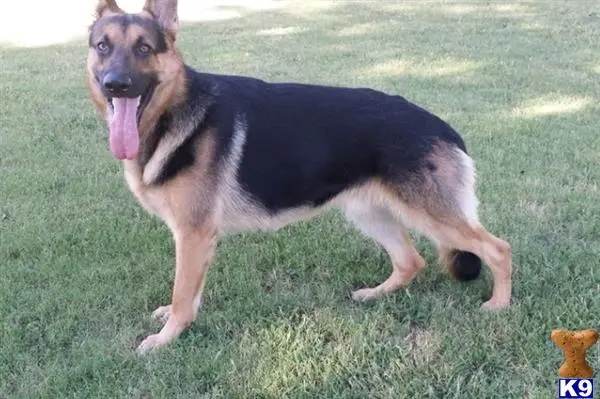 German Shepherd stud dog