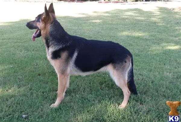 German Shepherd stud dog