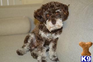 a miniature schnauzer dog lying on a couch