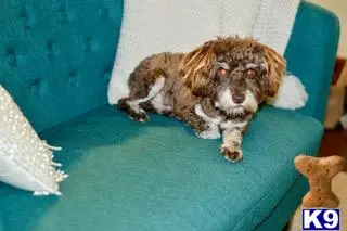 Miniature Schnauzer stud dog