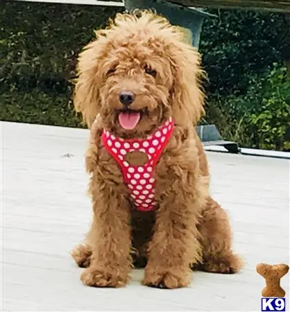 Goldendoodles female dog