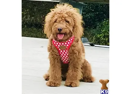Goldendoodles