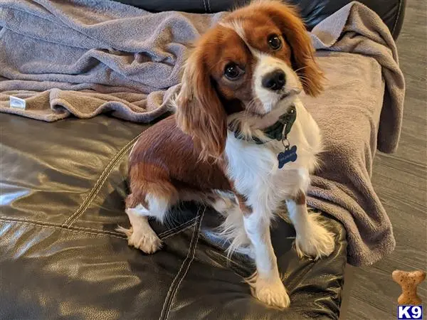 Cavalier King Charles Spaniel