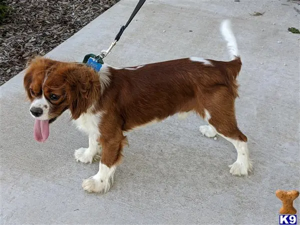 Cavalier King Charles Spaniel stud dog