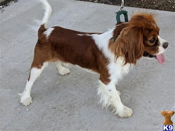 Cavalier King Charles Spaniel stud dog