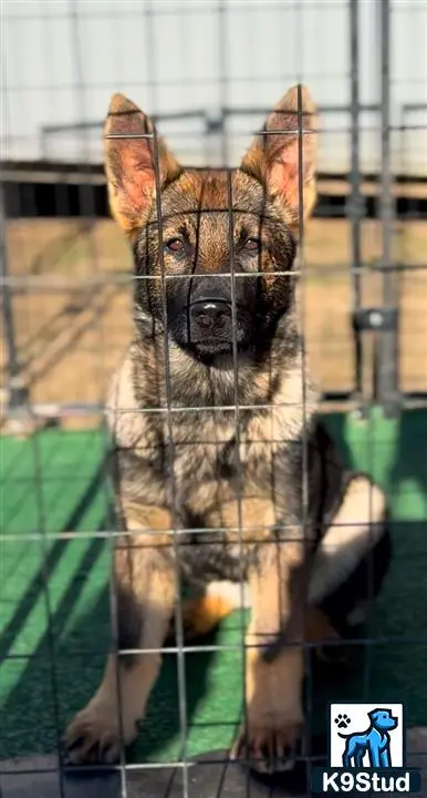 German Shepherd puppy for sale: a german shepherd dog in a cage
