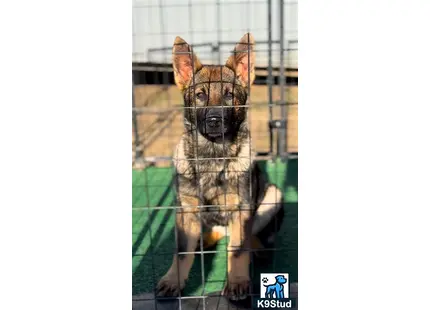 German Shepherd puppy for sale: a german shepherd dog in a cage