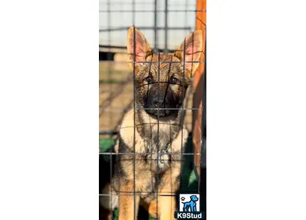 German Shepherd puppy for sale: a german shepherd dog in a cage