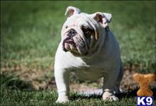 english bulldog puppy posted by asdfjkldobies