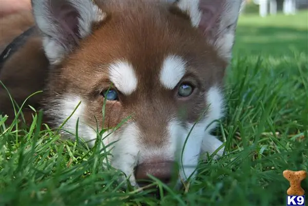 Siberian Husky stud dog