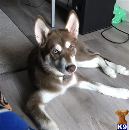 Siberian Husky stud dog