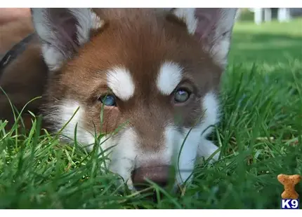 Siberian Husky