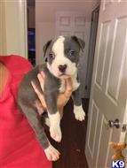 american pit bull puppy posted by ash0227