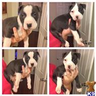 american pit bull puppy posted by ash28054