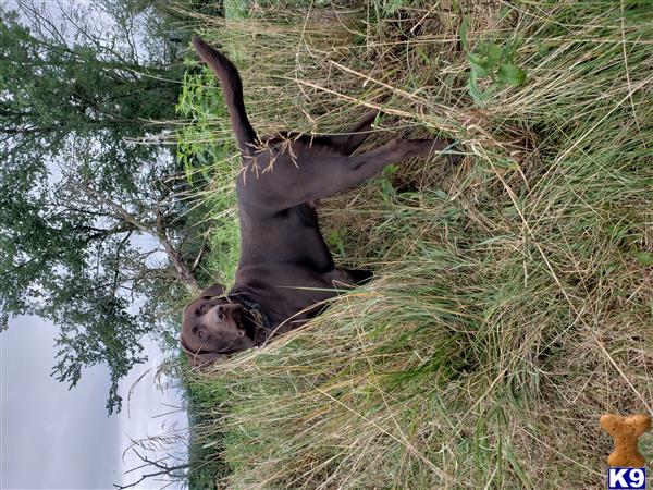 a labrador retriever dog standing in a grassy area