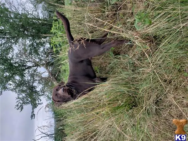 Labrador Retriever